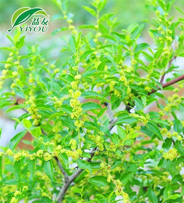 醫(yī)療器械生產(chǎn)企業(yè)許可證